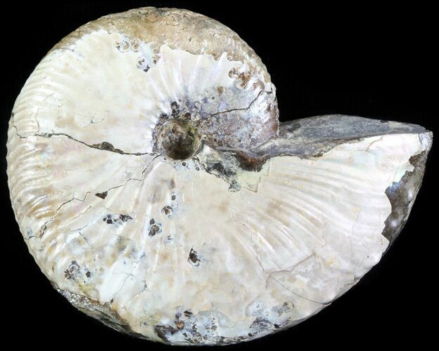 Hoploscaphites Ammonite - South Dakota #62594